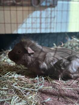 Rescue Guinea Pig Guinea Pigs for Adoption in Methuen, Massachusetts - TEMPO | PetCurious
